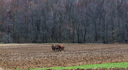 Obraz premium Amish man with team of horses plowing his field with trees in the background | Holmes County, Ohio