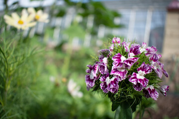 Obraz premium Flowers in a vegetable garden