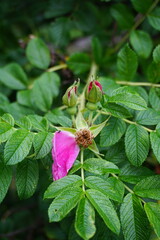 Close up of rose hip flowers with blurred background. Green bush leaves. Macro