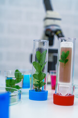 Microscope and young plant in science test tube , lab research biochemistry , biotechnology concept - 522120483