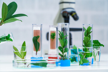 Microscope and young plant in science test tube , lab research biochemistry , biotechnology concept - 522120484