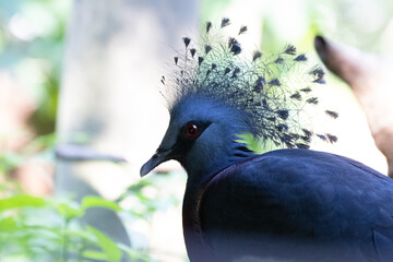 Close up Blue Pigeon, Victorian Crowned Pigeon