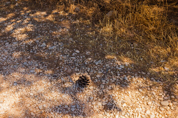 Close up view of torr mixed rocky sandy ground with pine cone in focus. Nature backgrounds concept.
