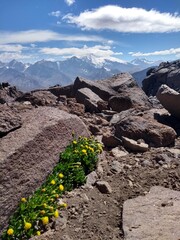 Life at 4700m in andes mountains. 