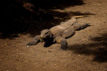 Komodo Dragon. The largest lizard in the world. The Komodo dragon is an animal protected by the Indonesian government.