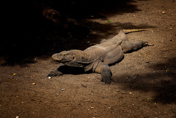 Komodo Dragon. The largest lizard in the world. The Komodo dragon is an animal protected by the Indonesian government.