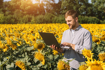 Agronomist with laptop inspects sunflower crop in agricultural field.