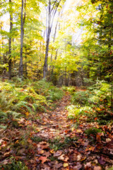 Panorama of a forest in Canada