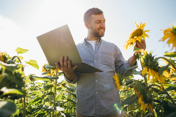Agronomist with laptop inspects sunflower crop in agricultural field.