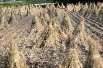 刈り取った稲