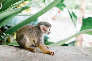 squirrel monkey on tree