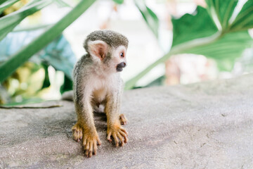 squirrel monkey on tree