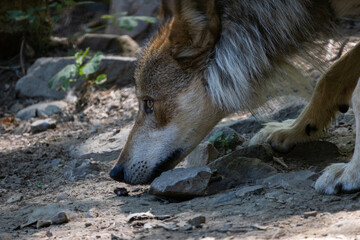 Mexican Wolf Sniffing Portrait Closeup In The Forest