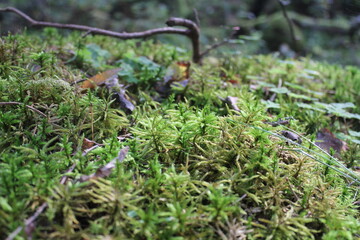 Green moss 