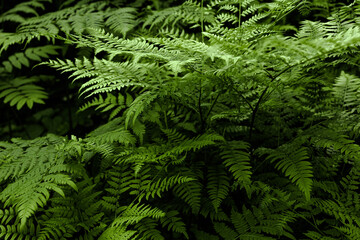 Ferns in the forest. Natural wild tropical floral textured fresh green leaves fern background.