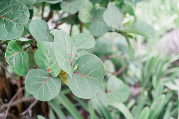 Obraz premium close up of green plant