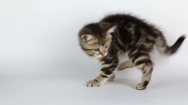brown striped kitten plays with its tail on a light background