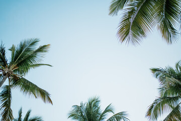Obraz na płótnie Canvas palm tree and blue sky