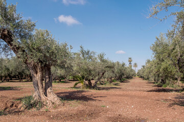 Alte Olivenbäume (Olea europaea), Marokko