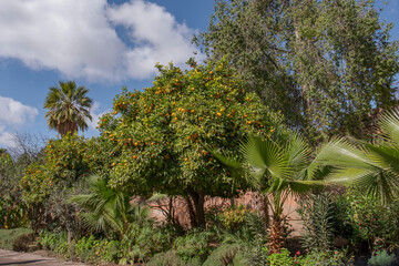 Orangenbäume und Palmen, Marokko