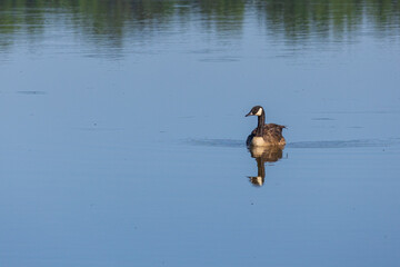 Canada Goose on Lake