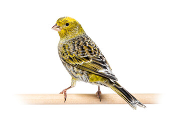 Back view of a lizzard canary on a wooden perch lokking at the c