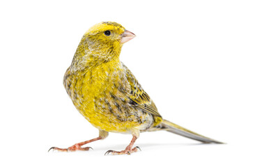 Canary standing - Lizzard mutation - isolated on white
