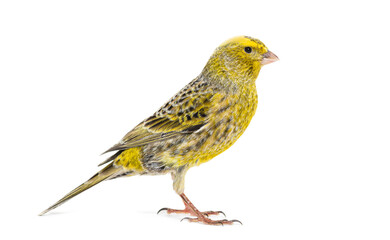 Fototapeta premium Portrait profile of a lizzard canary, isolated