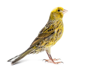 Canary standing - Lizzard mutation - isolated on white - obrazy, fototapety, plakaty