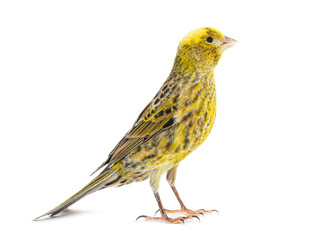 Canary standing - Lizzard mutation - isolated on white - obrazy, fototapety, plakaty
