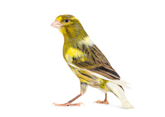 Fototapeta premium Back view of a pied canary looking at the camera isolated