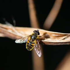 Myathropa florea - Flower Hoverfly - Éristale des fleurs - Syrphe des fleurs