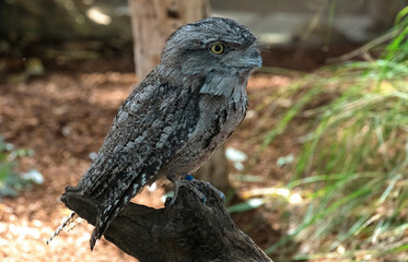 Tawny Frogmouth (Podargus strigoides)