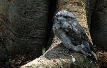 Tawny Frogmouth (Podargus strigoides)