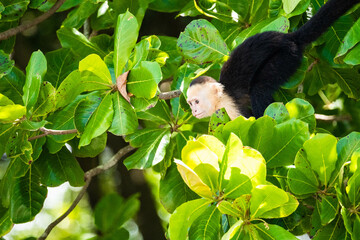 white face monkey in a national park