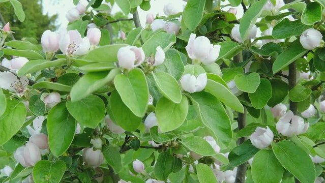 Blossoming Apple flowering trees in the spring orchard.