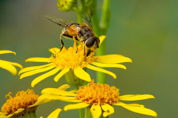 Eristalis arbustorum - Bush Drone Fly - Syrphe des arbustes - Eristale des arbustes