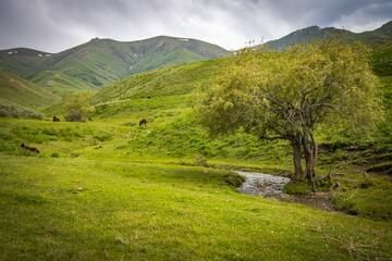 landscape in the mountains, tree, kyrgyzstan, central asia