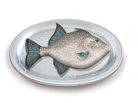 baliste capri, poisson, plateau, p&ecirc;che, aliment, frais, fruits de mer, mer, animal, ailette, sain, queue, fond blanc, argent, attraper, repas, cuisiner, plat, viande, fra&icirc;cheur