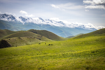 jalgyz karagay pass, mountain area in kyrgyzstan, central asia, summer pasture