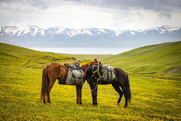 horses on summer pasture, song-köl area, kyrgyzstan, central asia