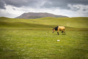 Fototapeta na wymiar horse on summer pasture, song-köl area, kyrgyzstan, central asia