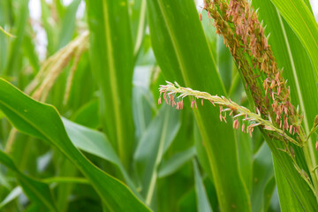 Detail of the Maize Stalk 