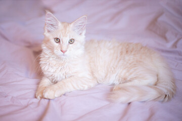 Fototapeta na wymiar cute fluffy Maine Coon kitten lies on the bed at home. cute adorable pets