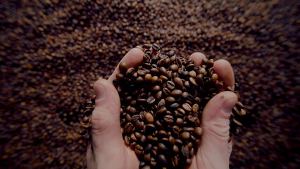 Agriculturist hands taking coffee seeds close up. Man taking fragrant beans.