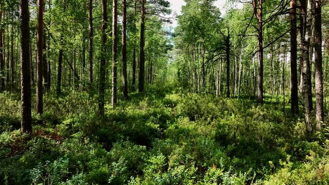 Forest with trees, green bushes and branches. Gimbal shot. Inside wild in dark forest among firs and pines, aerial footage. Green moss and shrubs in forest. Ecology, Clean air and environmental.