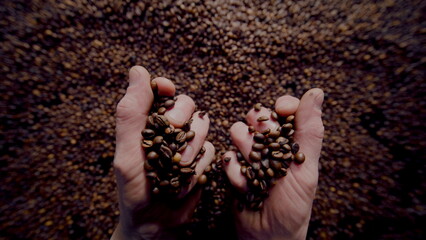 Barista hands holding coffee grains closeup. Unknown man taking full palms seeds