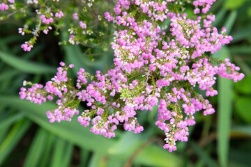 色鮮やかなピンク色の花を咲かせたエリカ