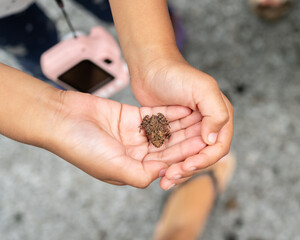 frog in hand