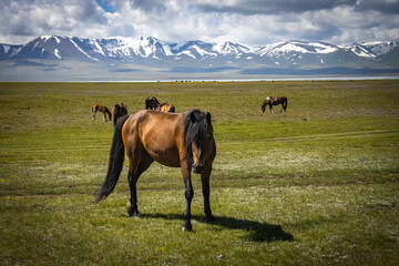 horses grazing on shores of Song-Köl lake, high altitude, mountain lake, kyrgyzstan, central asia